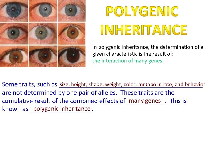 In polygenic inheritance, the determination of a given characteristic is the result of: the