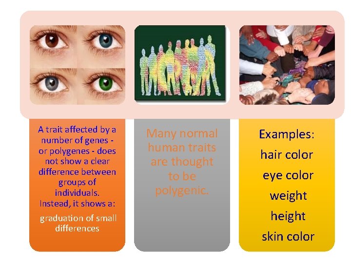 A trait affected by a number of genes or polygenes - does not show