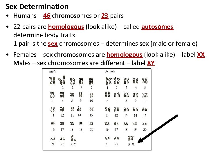 Sex Determination • Humans – 46 chromosomes or 23 pairs • 22 pairs are