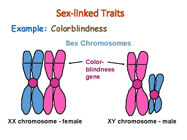 Sex-linked Traits Example: Colorblindness Sex Chromosomes Colorblindness gene XX chromosome - female copyright cmassengale