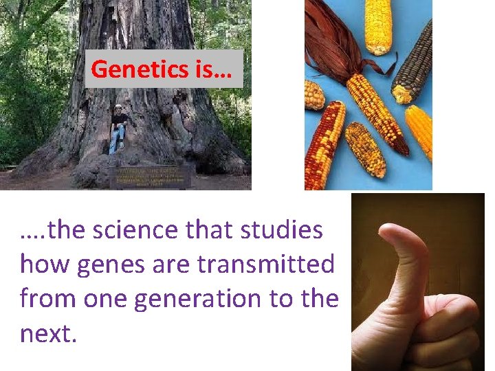 Genetics is… …. the science that studies how genes are transmitted from one generation