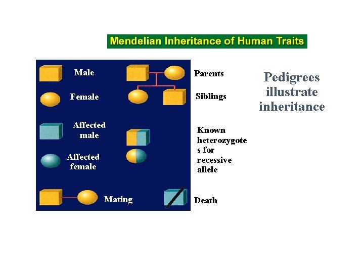 Male Parents Female Siblings Affected male Affected female Mating Known heterozygote s for recessive