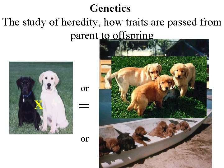 Genetics The study of heredity, how traits are passed from parent to offspring x