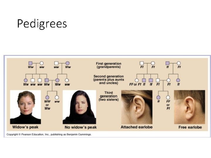 Pedigrees 