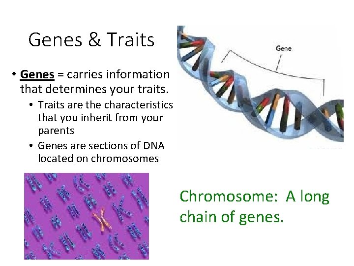Genes & Traits • Genes = carries information that determines your traits. • Traits