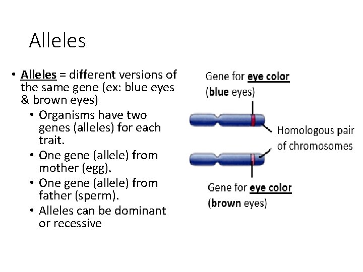 Alleles • Alleles = different versions of the same gene (ex: blue eyes &