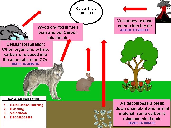 Carbon in the Atmosphere Wood and fossil fuels burn and put Carbon into the