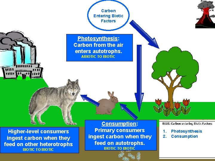 Carbon Entering Biotic Factors Photosynthesis: Carbon from the air enters autotrophs. ABIOTIC TO BIOTIC