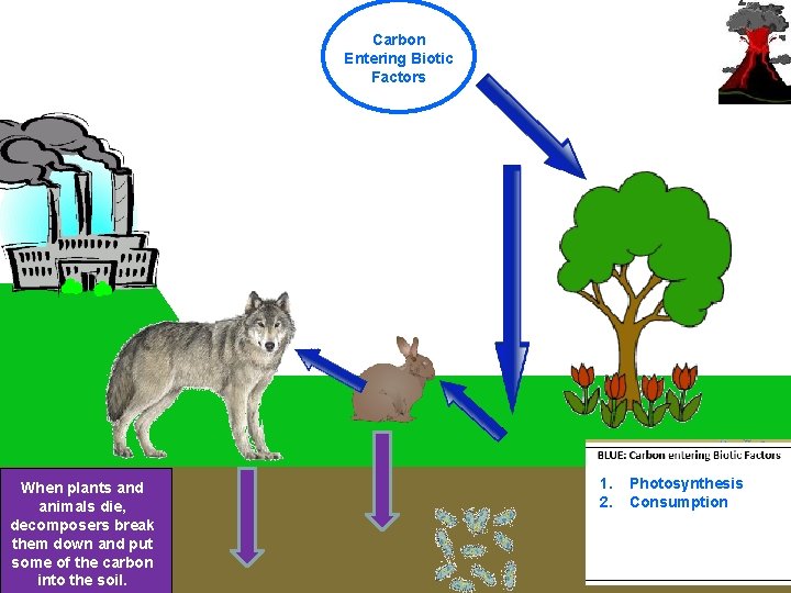 Carbon Entering Biotic Factors When plants and animals die, decomposers break them down and