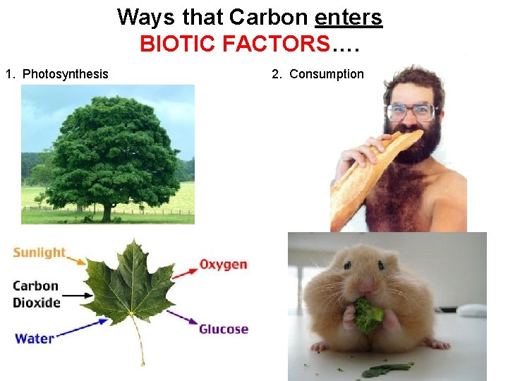 Ways that Carbon enters BIOTIC FACTORS…. 1. Photosynthesis 2. Consumption 