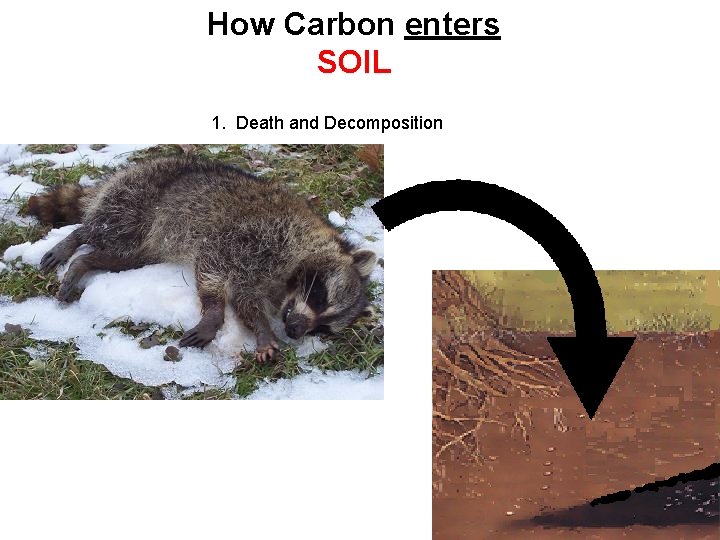 How Carbon enters SOIL 1. Death and Decomposition 