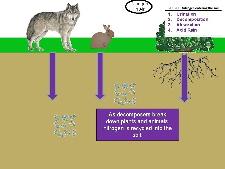 Nitrogen in Air 1. 2. 3. 4. As decomposers break down plants and animals,
