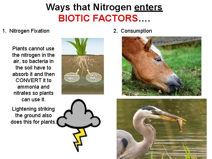 Ways that Nitrogen enters BIOTIC FACTORS…. 1. Nitrogen Fixation Plants cannot use the nitrogen