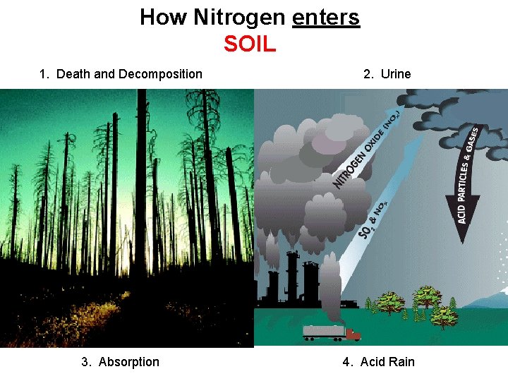 How Nitrogen enters SOIL 1. Death and Decomposition 3. Absorption 2. Urine 4. Acid