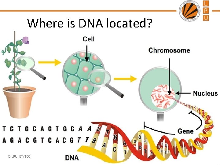 Where is DNA located? © LPU: BTY 100 