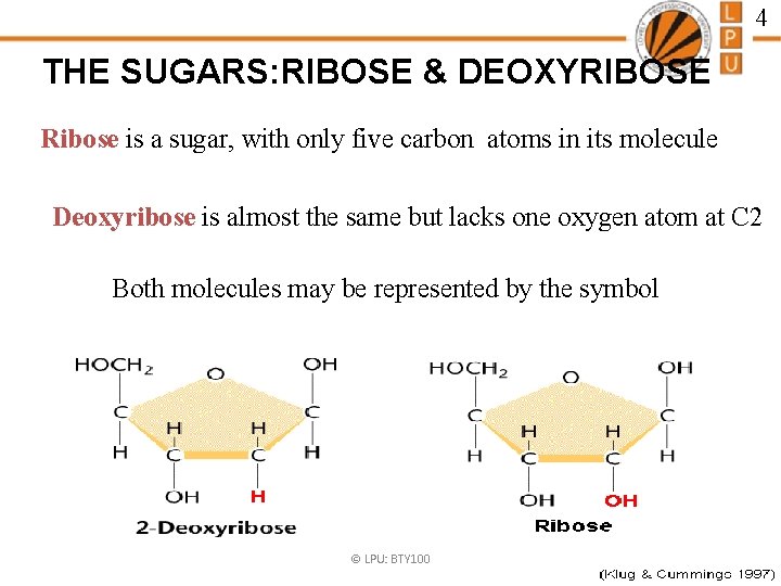 4 THE SUGARS: RIBOSE & DEOXYRIBOSE Ribose is a sugar, with only five carbon 4 THE SUGARS: RIBOSE & DEOXYRIBOSE Ribose is a sugar, with only five carbon