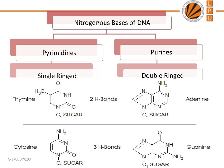 Nitrogenous Bases of DNA Pyrimidines Single Ringed © LPU: BTY 100 Purines Double Ringed Nitrogenous Bases of DNA Pyrimidines Single Ringed © LPU: BTY 100 Purines Double Ringed