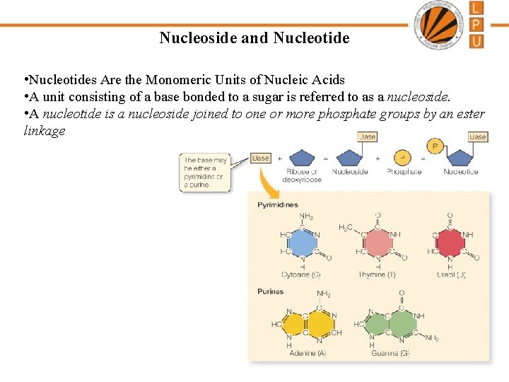 Nucleoside and Nucleotide • Nucleotides Are the Monomeric Units of Nucleic Acids • A