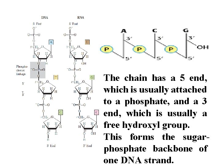 The chain has a 5 end, which is usually attached to a phosphate, and
