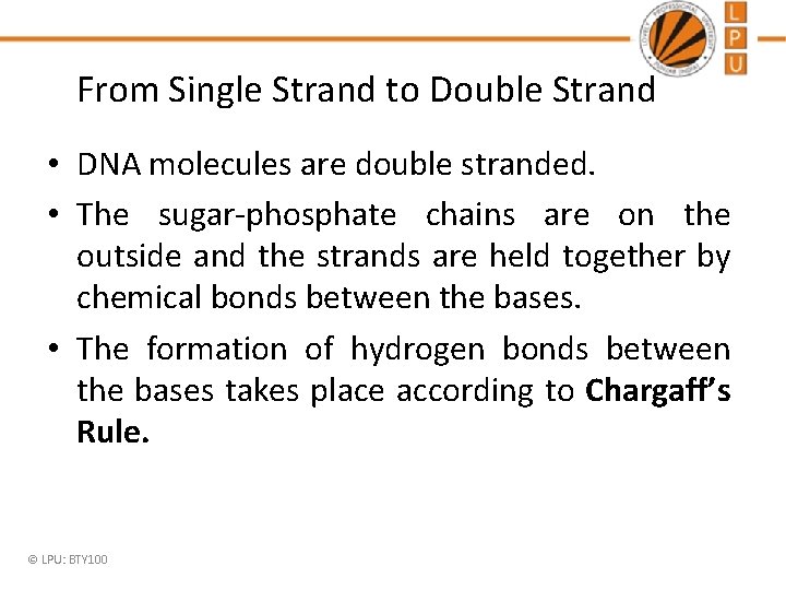 From Single Strand to Double Strand • DNA molecules are double stranded. • The