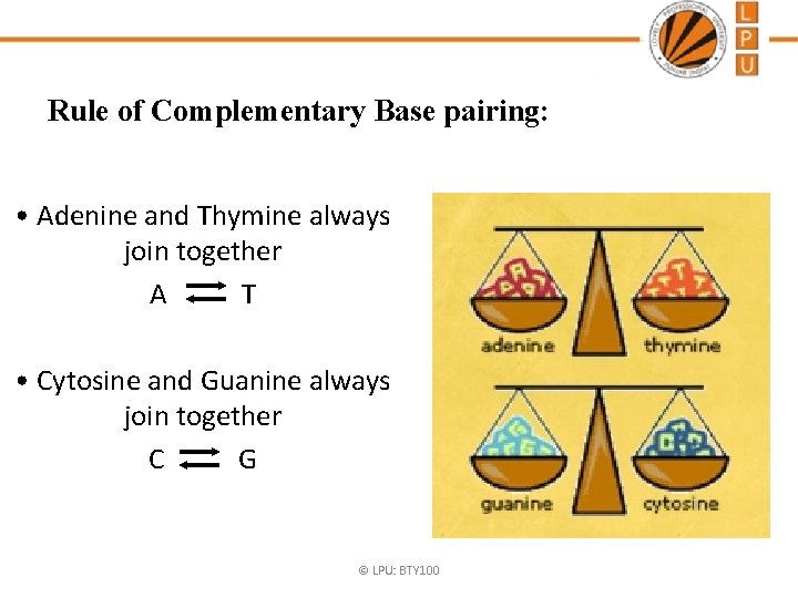 Rule of Complementary Base pairing: • Adenine and Thymine always join together A T Rule of Complementary Base pairing: • Adenine and Thymine always join together A T