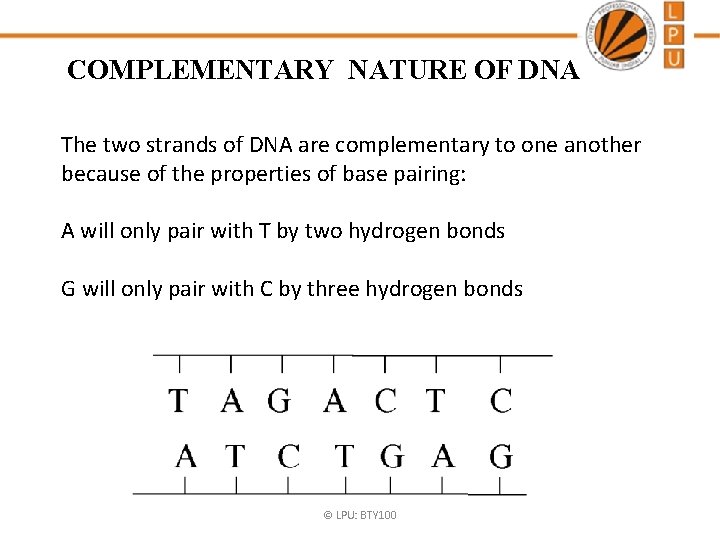 COMPLEMENTARY NATURE OF DNA The two strands of DNA are complementary to one another