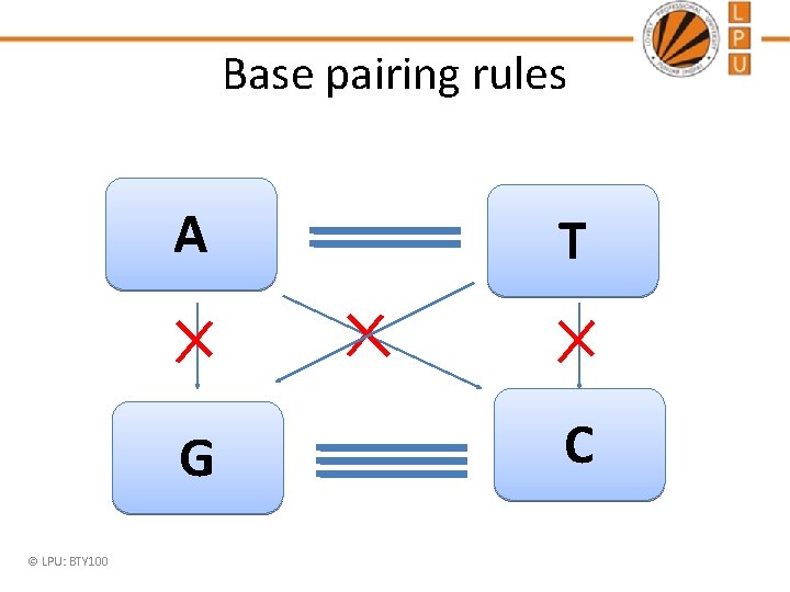 Base pairing rules © LPU: BTY 100 A T G C 