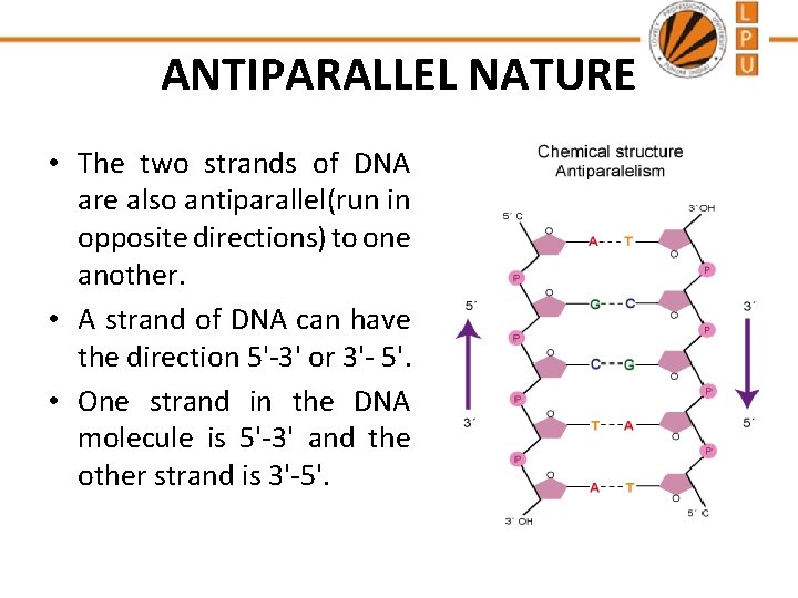 ANTIPARALLEL NATURE • The two strands of DNA are also antiparallel(run in opposite directions)