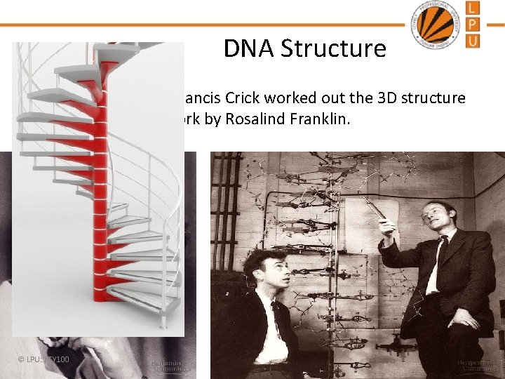 DNA Structure James Watson and Francis Crick worked out the 3 D structure of