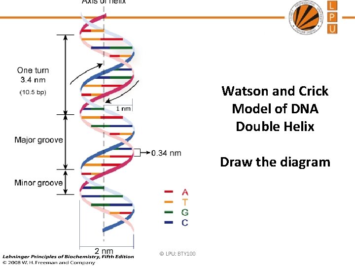 Watson and Crick Model of DNA Double Helix Draw the diagram © LPU: BTY
