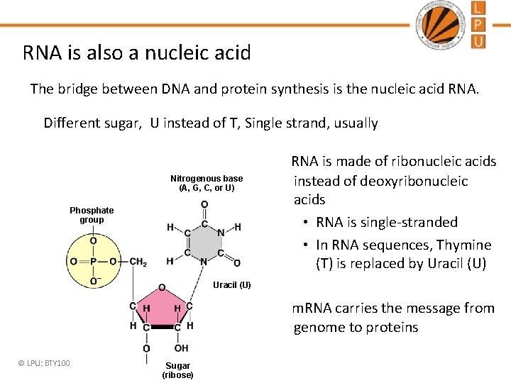 RNA is also a nucleic acid The bridge between DNA and protein synthesis is