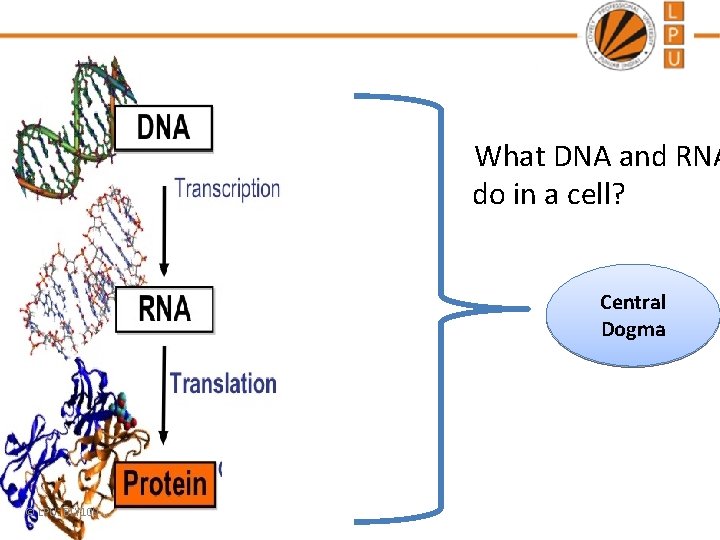 What DNA and RNA do in a cell? Central Dogma © LPU: BTY 100