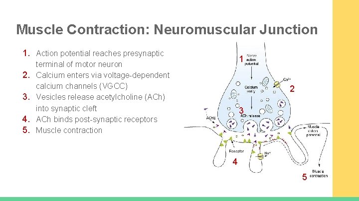 Muscle Contraction: Neuromuscular Junction 1. Action potential reaches presynaptic 2. 3. 4. 5. 1