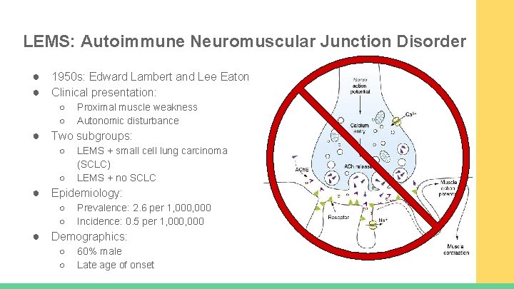 LEMS: Autoimmune Neuromuscular Junction Disorder ● 1950 s: Edward Lambert and Lee Eaton ●