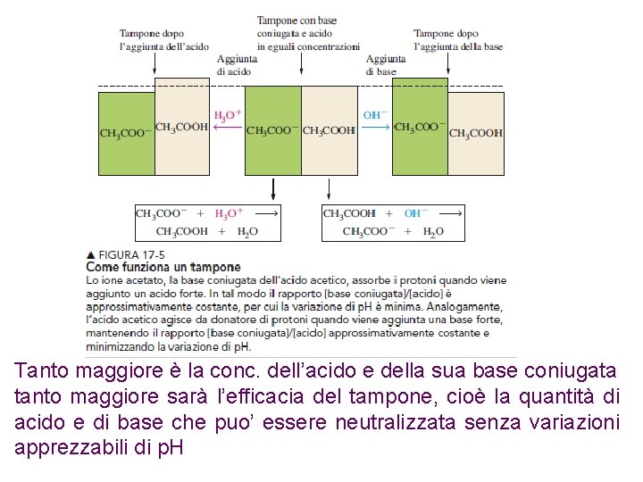 Tanto maggiore è la conc. dell’acido e della sua base coniugata tanto maggiore sarà