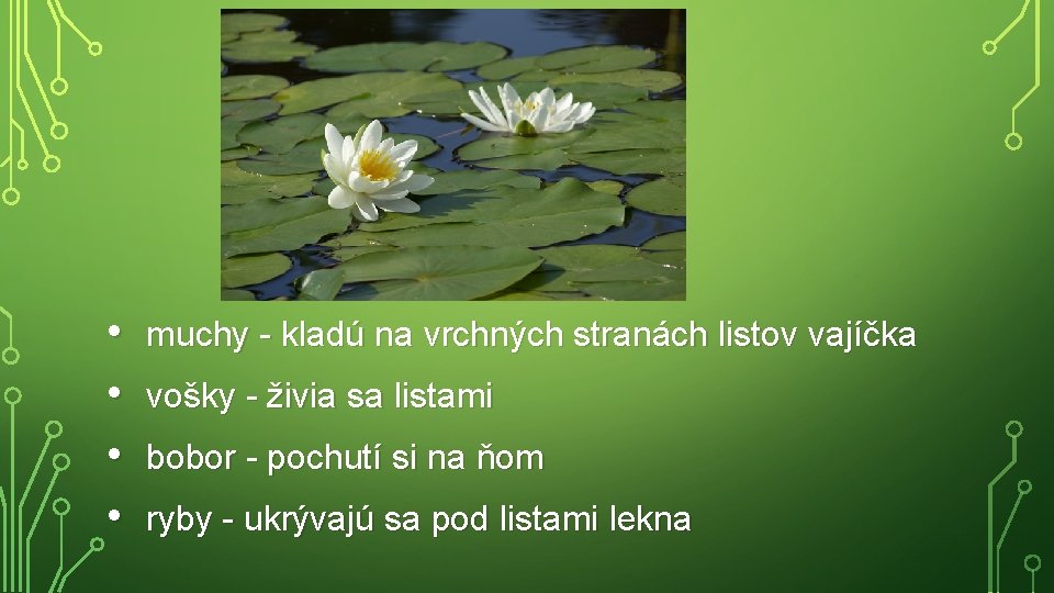  • • muchy - kladú na vrchných stranách listov vajíčka vošky - živia