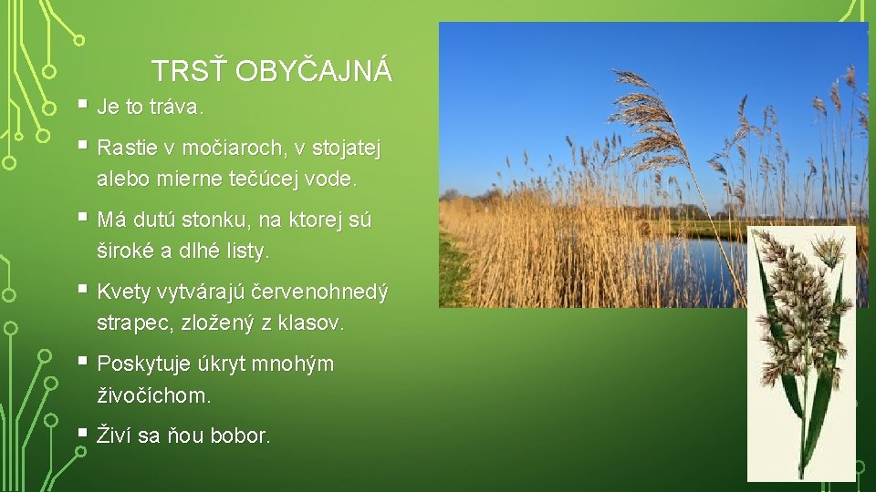 TRSŤ OBYČAJNÁ § Je to tráva. § Rastie v močiaroch, v stojatej alebo mierne