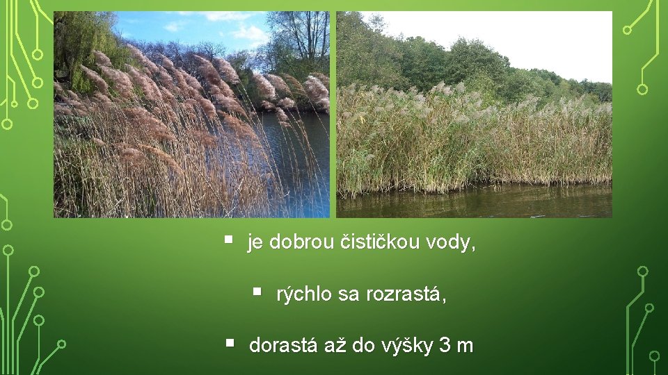 § je dobrou čističkou vody, § § rýchlo sa rozrastá, dorastá až do výšky