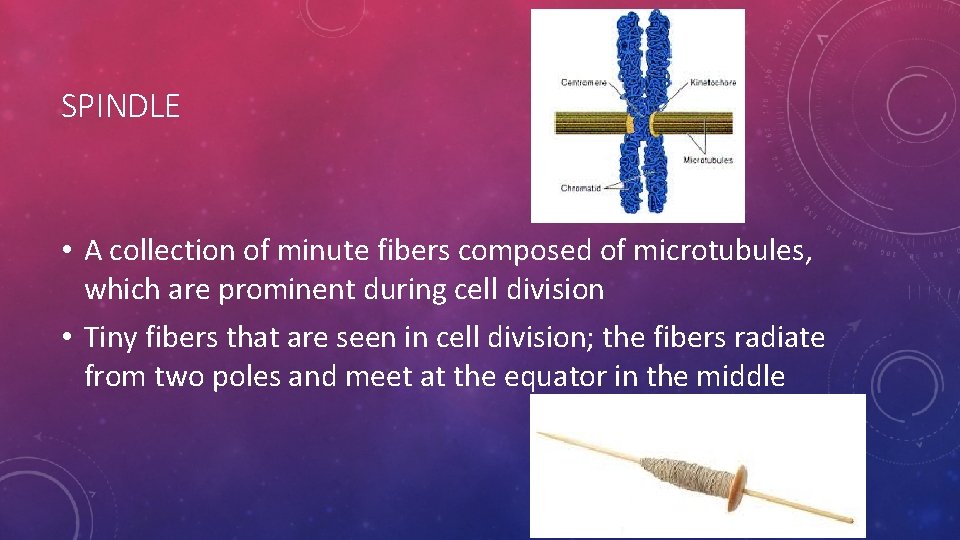 SPINDLE • A collection of minute fibers composed of microtubules, which are prominent during