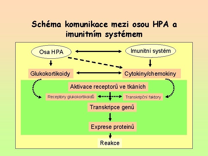 Schéma komunikace mezi osou HPA a imunitním systémem Osa HPA Imunitní systém Glukokortikoidy Cytokiny/chemokiny