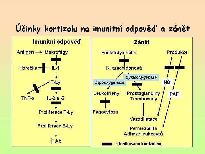 Účinky kortizolu na imunitní odpověď a zánět Imunitní odpověď Antigen Horečka Makrofágy IL-1 Zánět