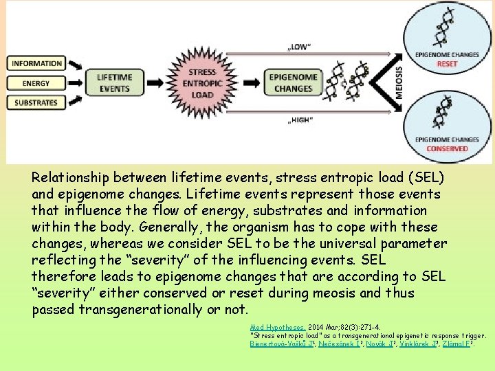 Relationship between lifetime events, stress entropic load (SEL) and epigenome changes. Lifetime events represent