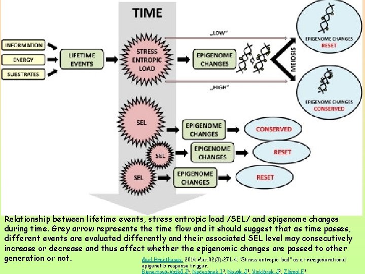 Relationship between lifetime events, stress entropic load /SEL/ and epigenome changes during time. Grey