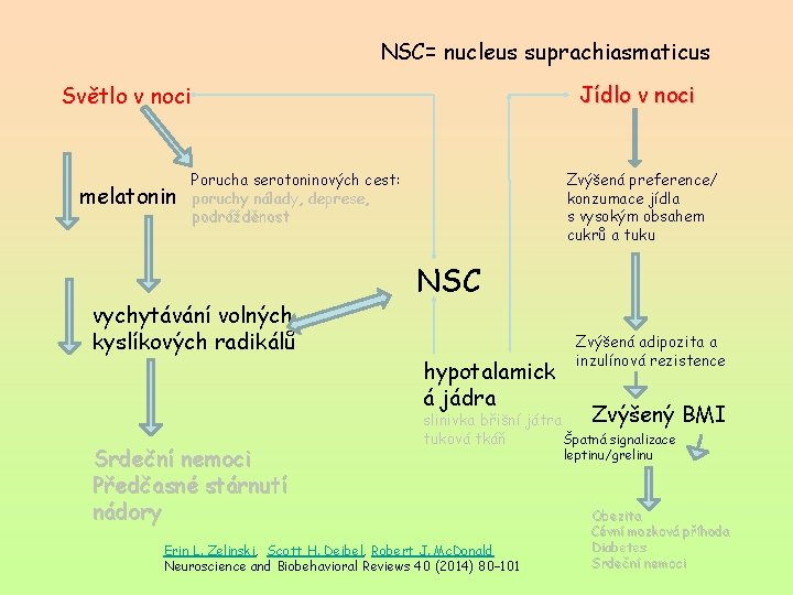 NSC= nucleus suprachiasmaticus Jídlo v noci Světlo v noci melatonin Zvýšená preference/ konzumace jídla