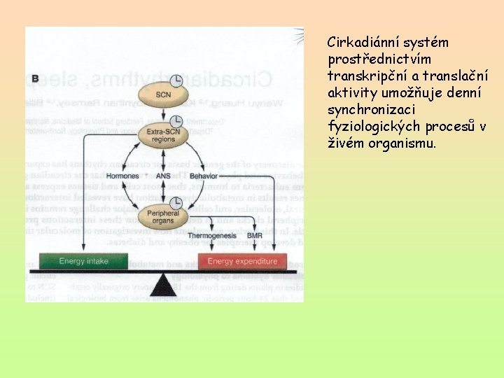 Cirkadiánní systém prostřednictvím transkripční a translační aktivity umožňuje denní synchronizaci fyziologických procesů v živém