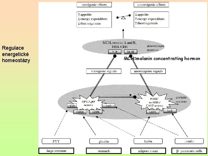 Regulace energetické homeostázy MCH=melanin concentrating hormon 