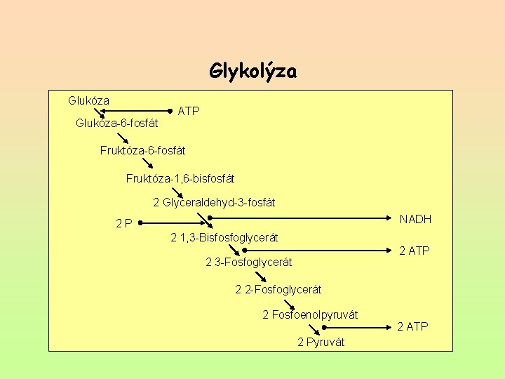 Glykolýza Glukóza-6 -fosfát ATP Fruktóza-6 -fosfát Fruktóza-1, 6 -bisfosfát 2 Glyceraldehyd-3 -fosfát NADH 2