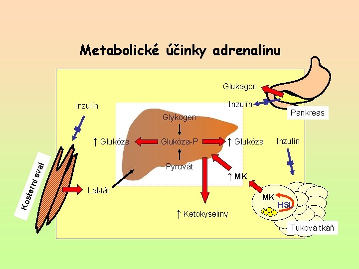 Metabolické účinky adrenalinu Glukagon Inzulín Pankreas Glykogen ↑ Glukóza al Pyruvát í sv tern