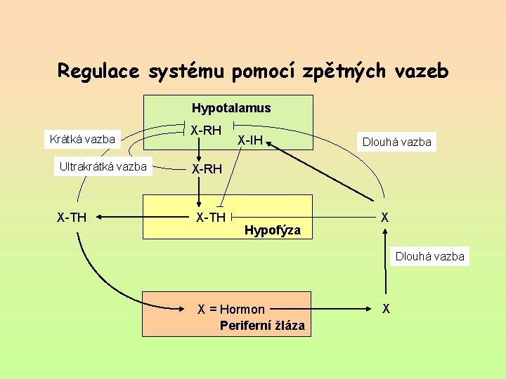 Regulace systému pomocí zpětných vazeb Hypotalamus Krátká vazba Ultrakrátká vazba X-TH X-RH X-IH Dlouhá