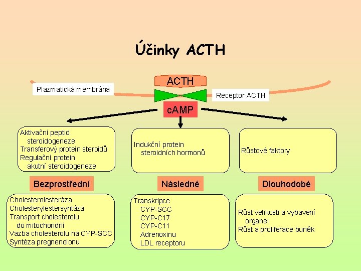 Účinky ACTH Plazmatická membrána ACTH Receptor ACTH c. AMP Aktivační peptid steroidogeneze Transferový protein